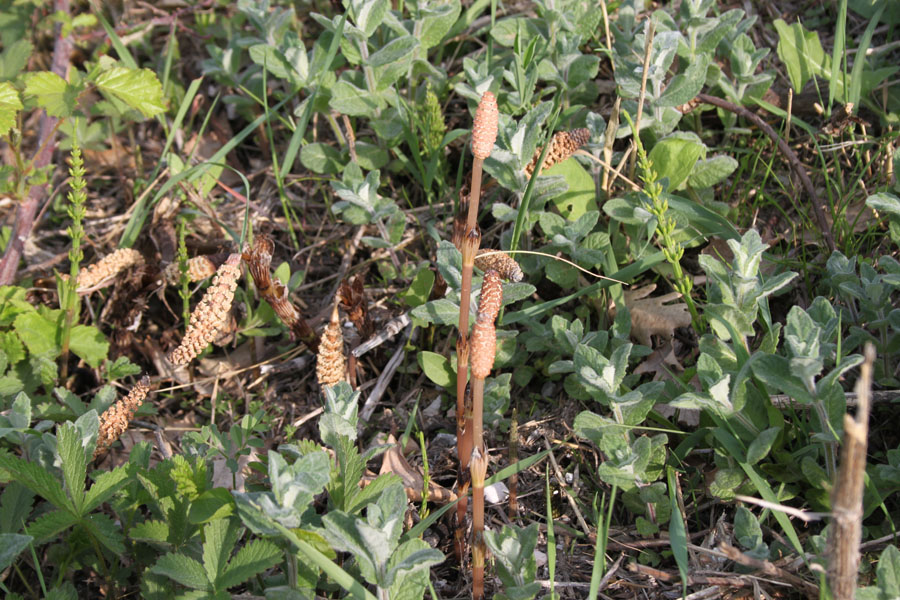 Equisetum telmateja e E. arvense