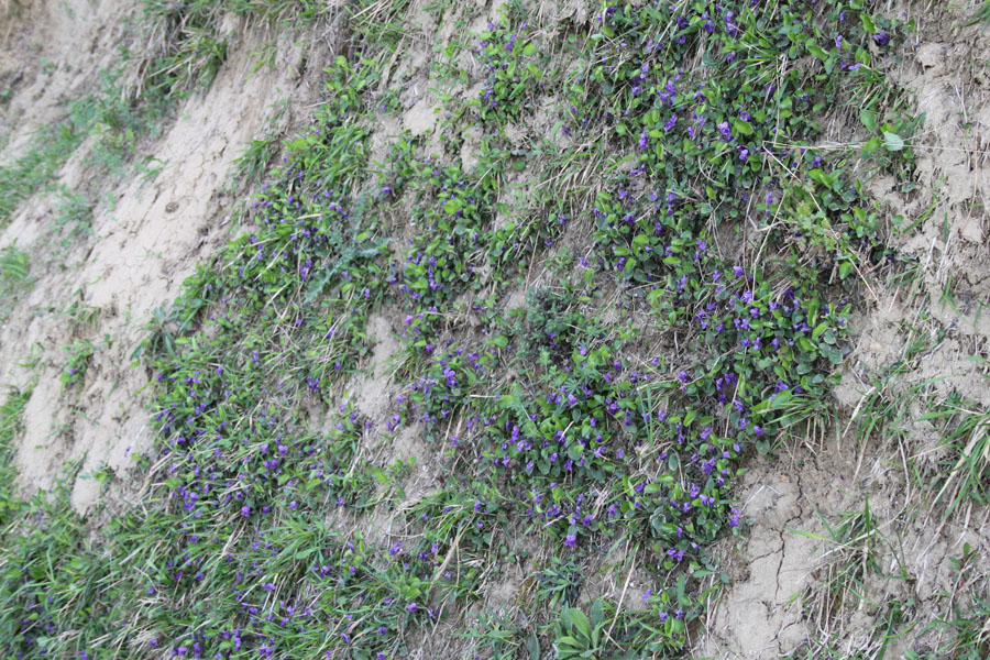 Viola alba Besser subsp. dehnhardtii (Ten.) W. Becker