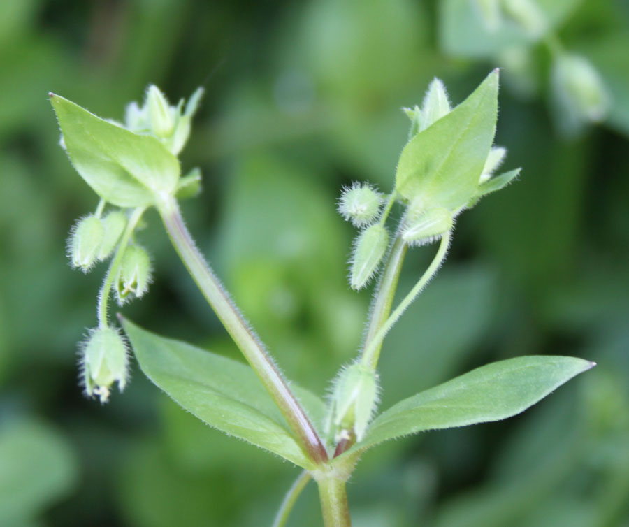 Stellaria media (L.) Vill.