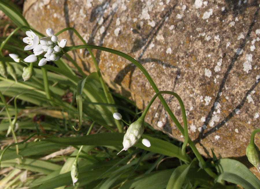 Allium neapolitanum / Aglio napoletano