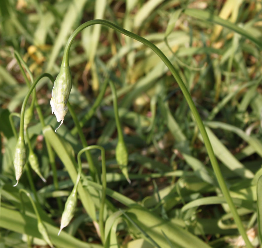 Allium neapolitanum / Aglio napoletano