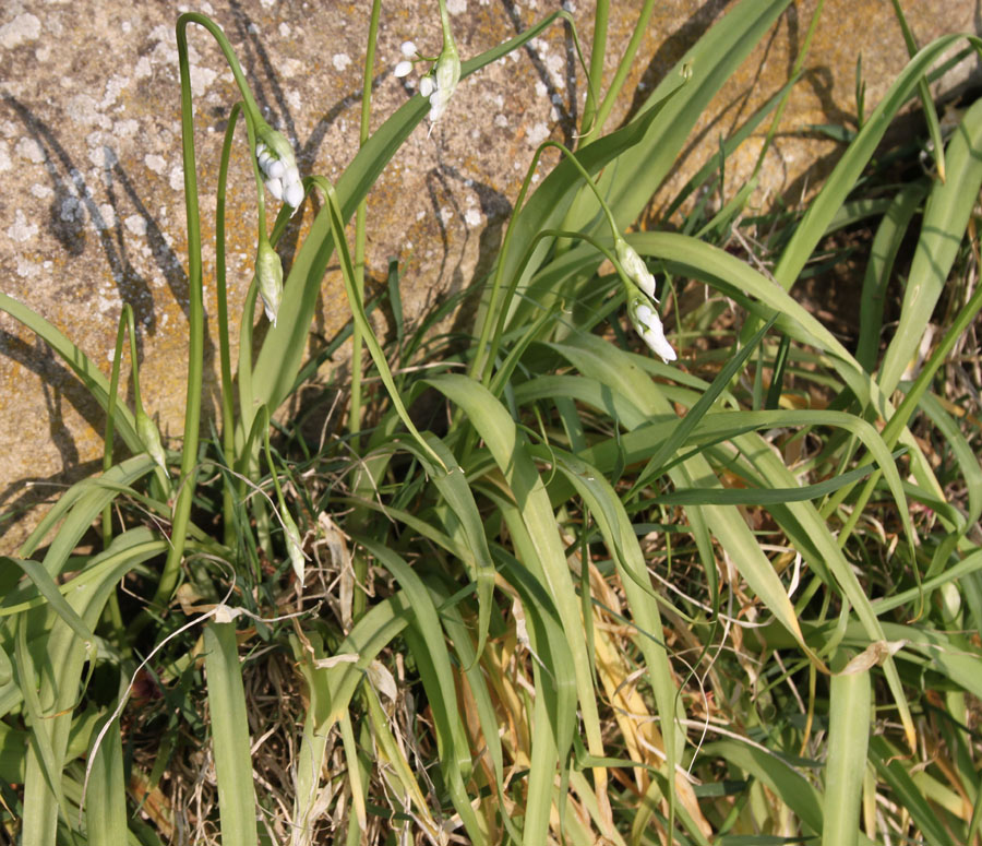 Allium neapolitanum / Aglio napoletano