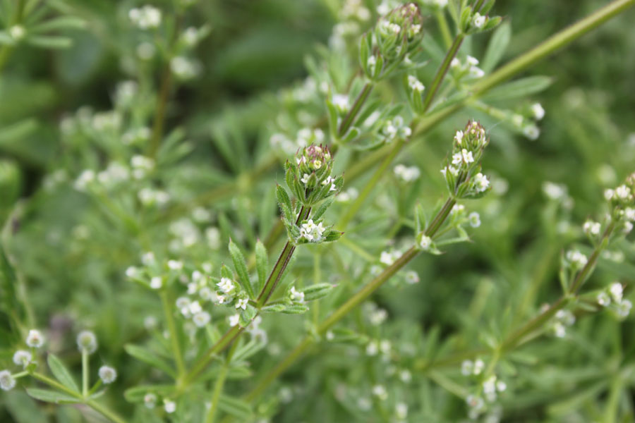 Galium aparine / Caglio asprello