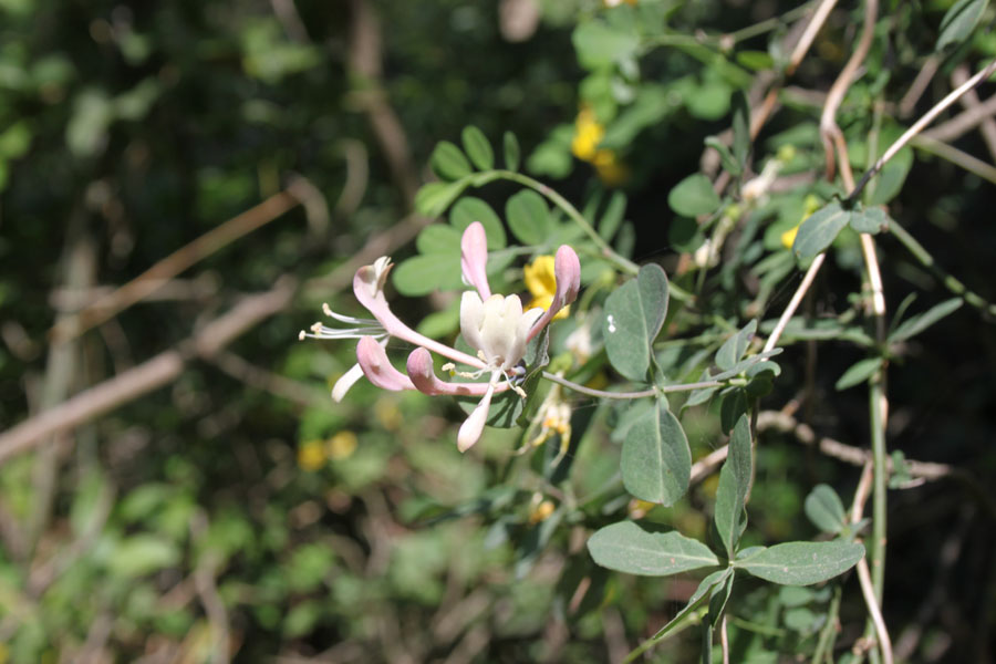 bosco misto  - Lonicera caprifolium