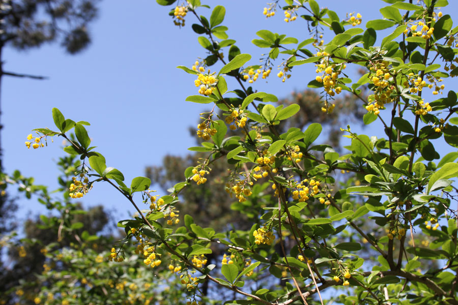 bosco misto . Berberis vulgaris