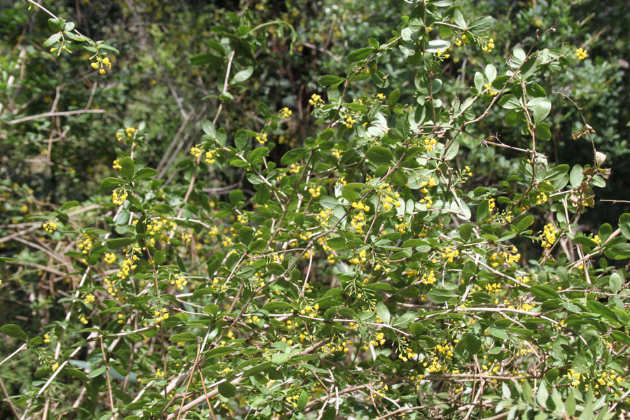 bosco misto . Berberis vulgaris