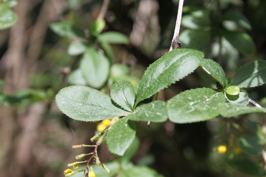 bosco misto . Berberis vulgaris