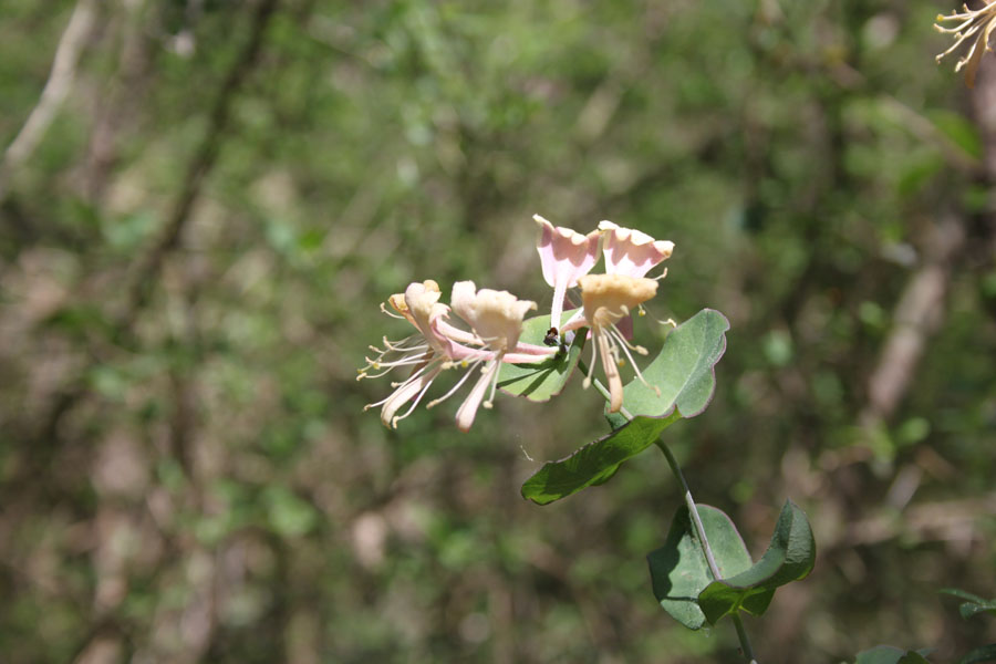 bosco misto  - Lonicera caprifolium