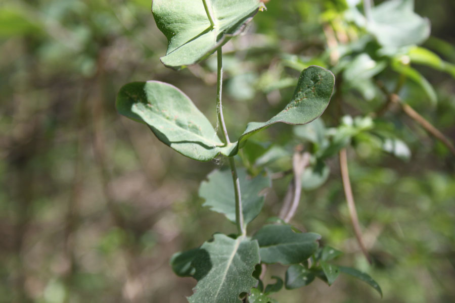 bosco misto  - Lonicera caprifolium