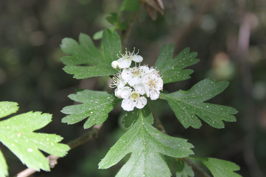 bosco misto - Crataegus monogyna