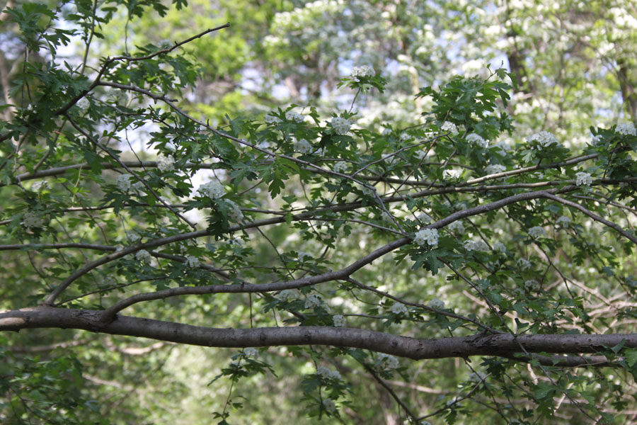 bosco misto - Crataegus monogyna