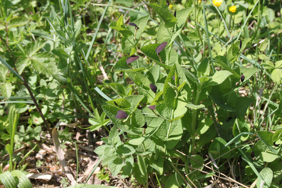 bosco misto - Aristolochia rotunda