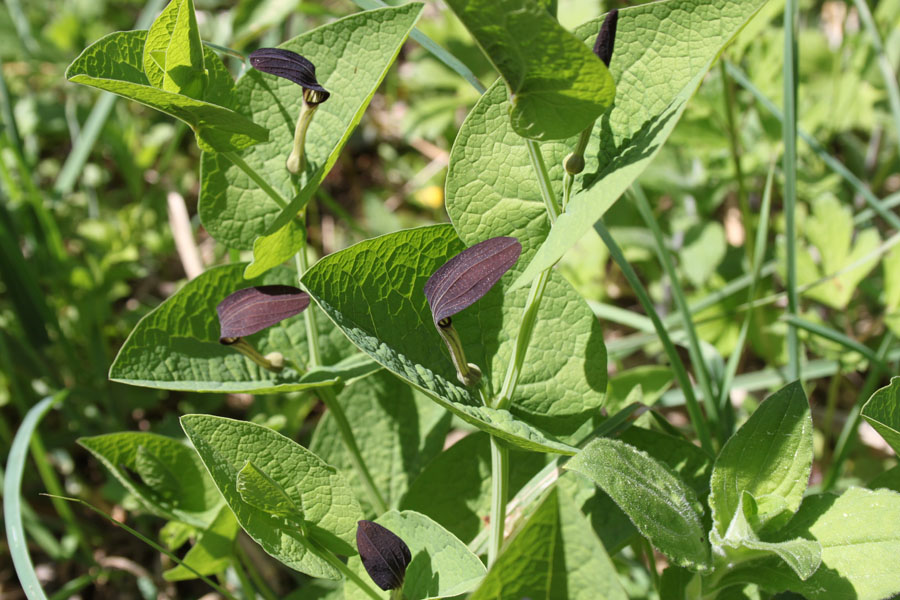 bosco misto - Aristolochia rotunda