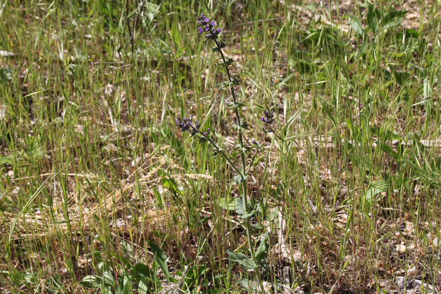 bosco misto 20 - Salvia verbenaca