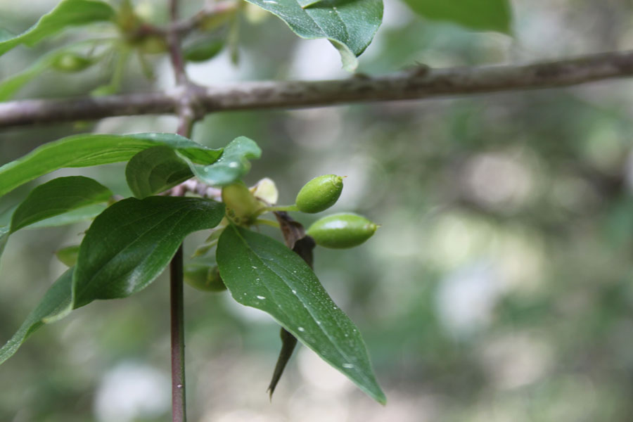 bosco misto - Cornus mas