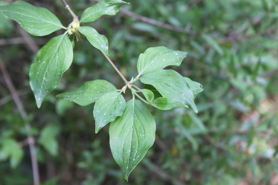 bosco misto - Cornus mas