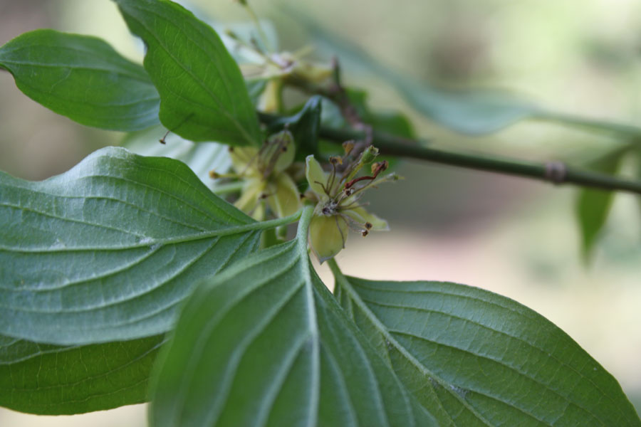 bosco misto - Cornus mas