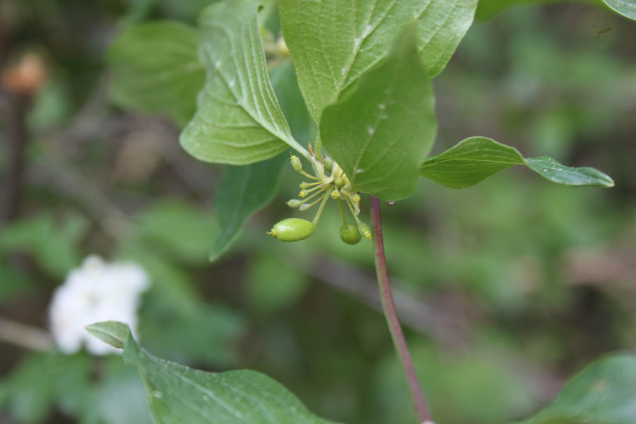 bosco misto - Cornus mas