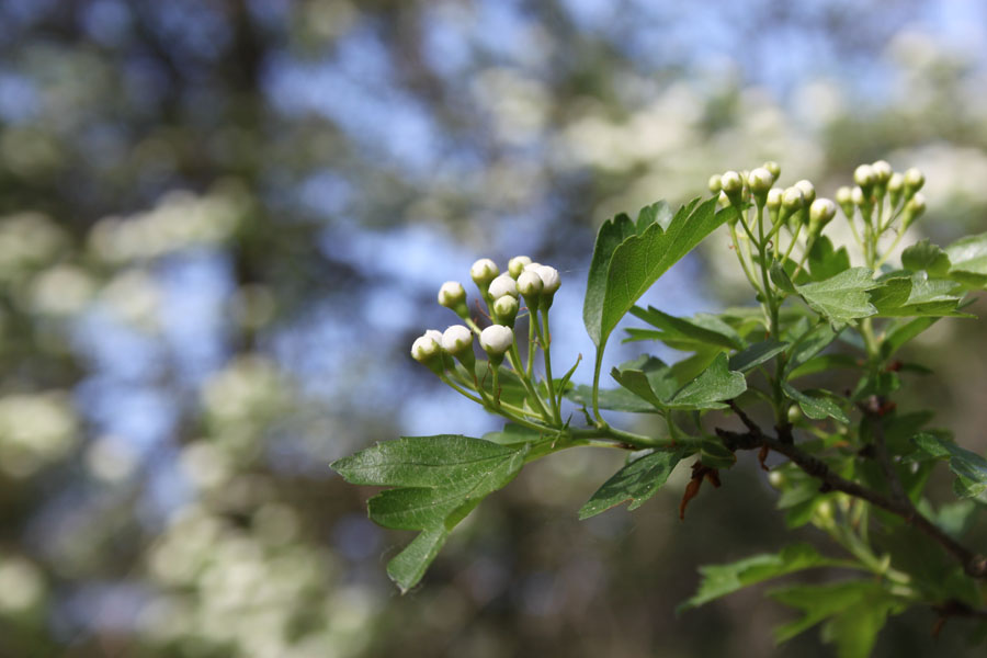 bosco misto - Crataegus monogyna