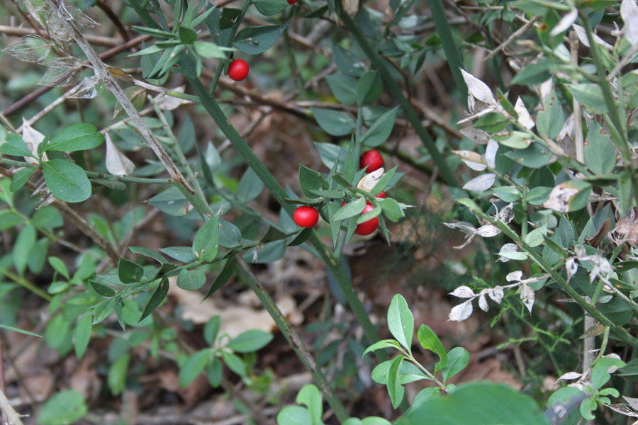 bosco misto - Ruscus aculeatus