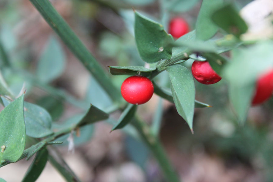 bosco misto - Ruscus aculeatus