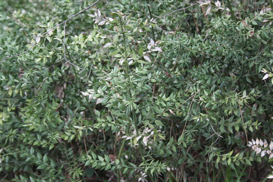 bosco misto - Ruscus aculeatus