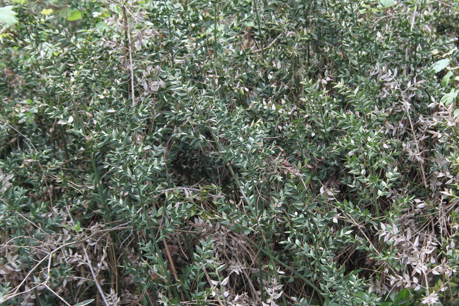 bosco misto - Ruscus aculeatus