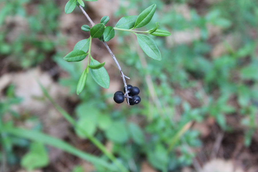 bosco misto - Ligustrum vulgare