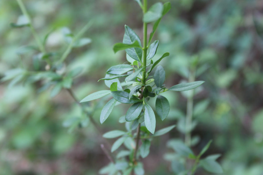 bosco misto - Ligustrum vulgare