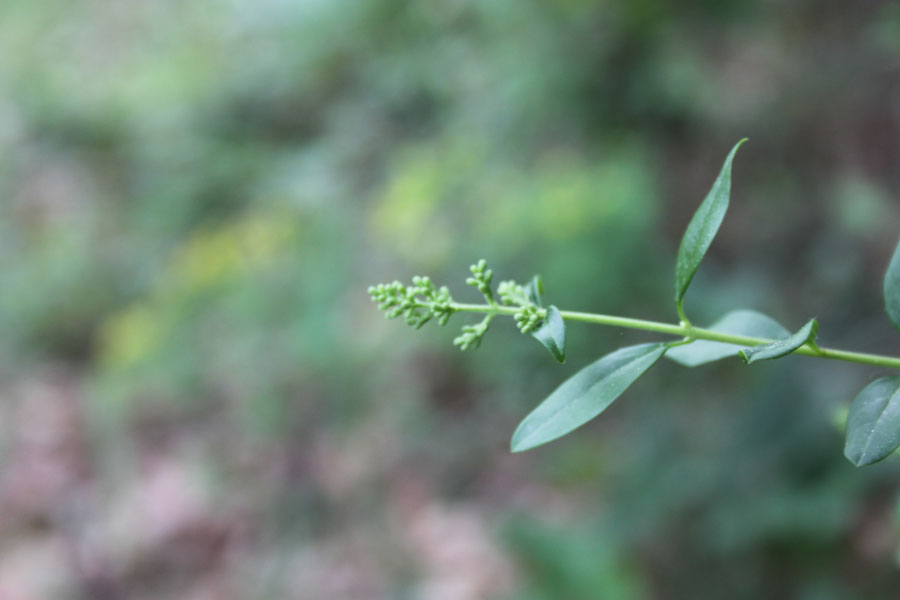 bosco misto - Ligustrum vulgare