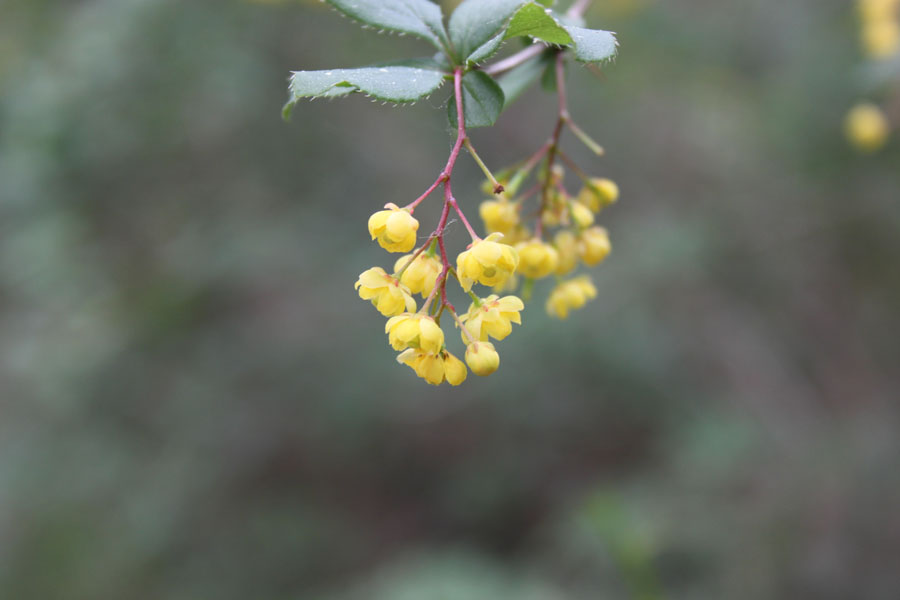 bosco misto . Berberis vulgaris