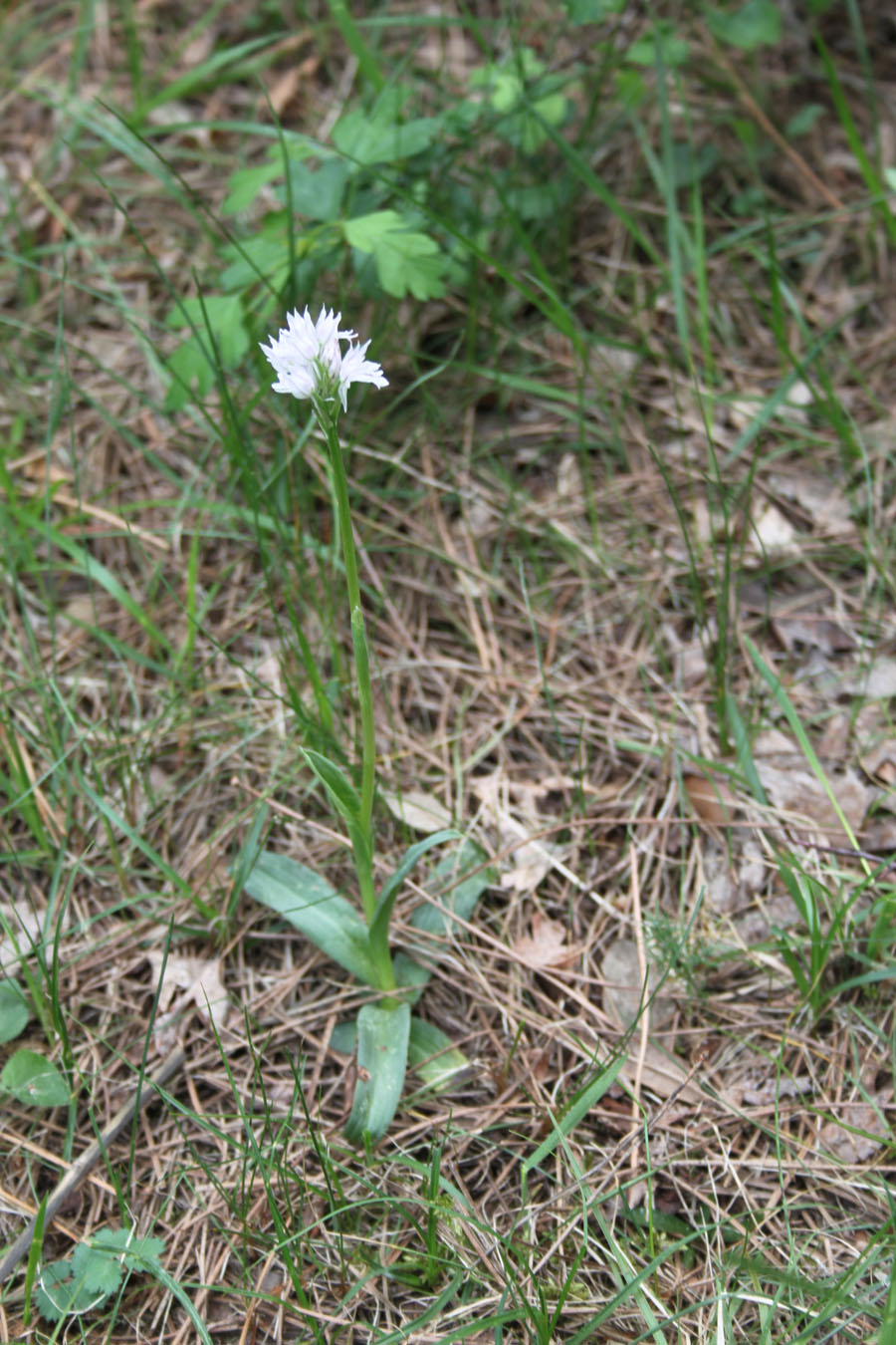 bosco misto  - Neotinea tridentata