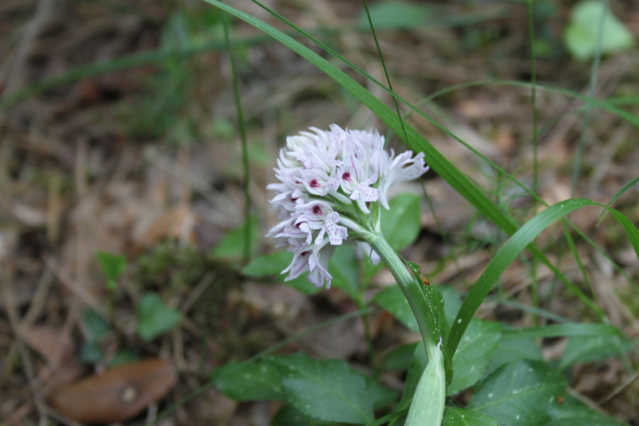 bosco misto  - Neotinea tridentata