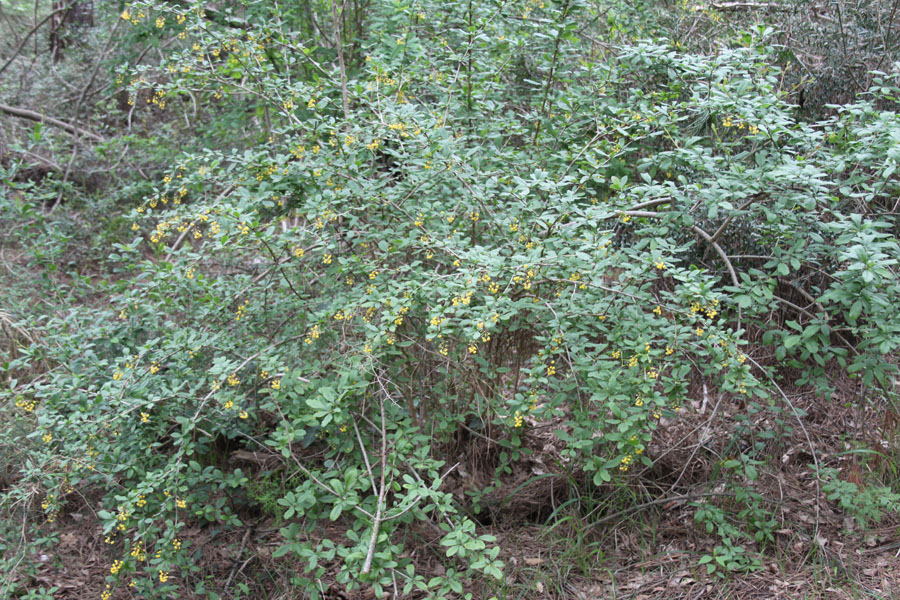 bosco misto . Berberis vulgaris