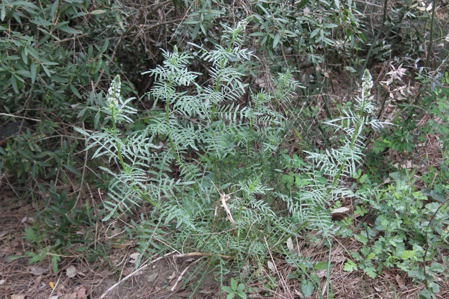 Reseda alba