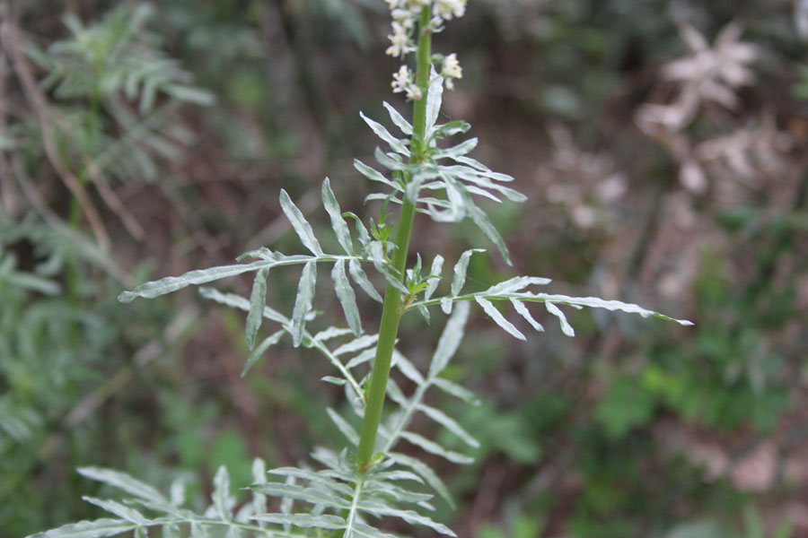 Reseda alba