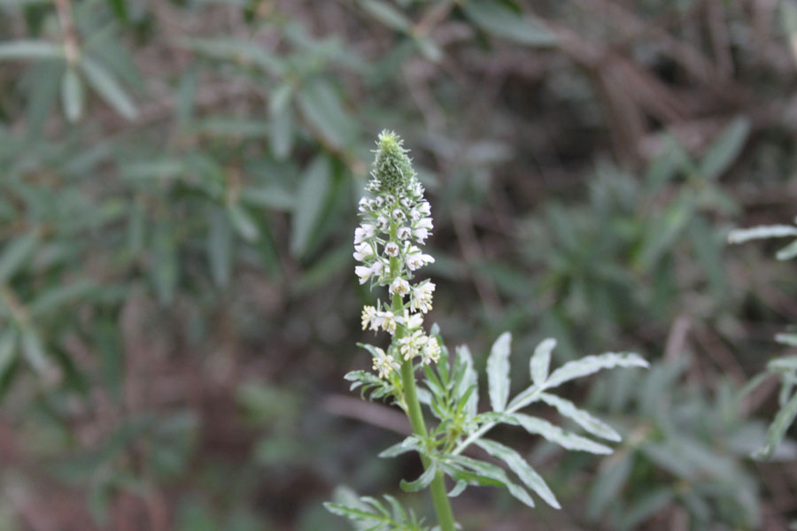 Reseda alba