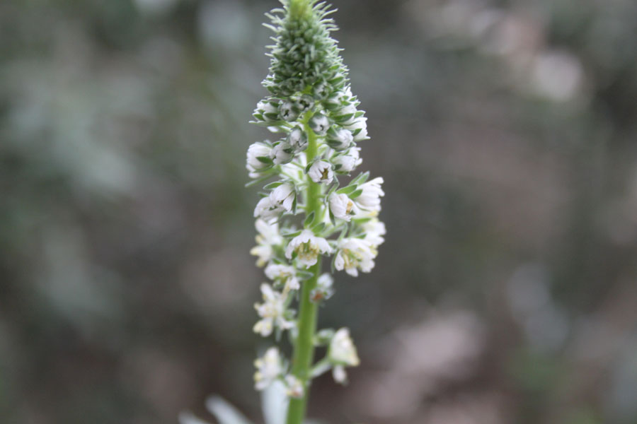 Reseda alba