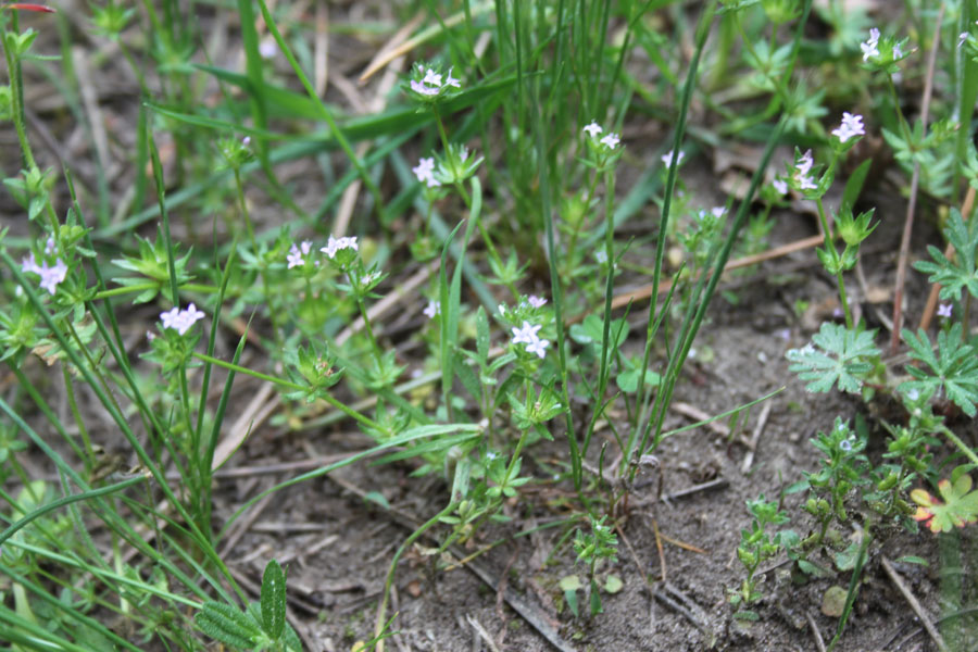 Sherardia arvensis