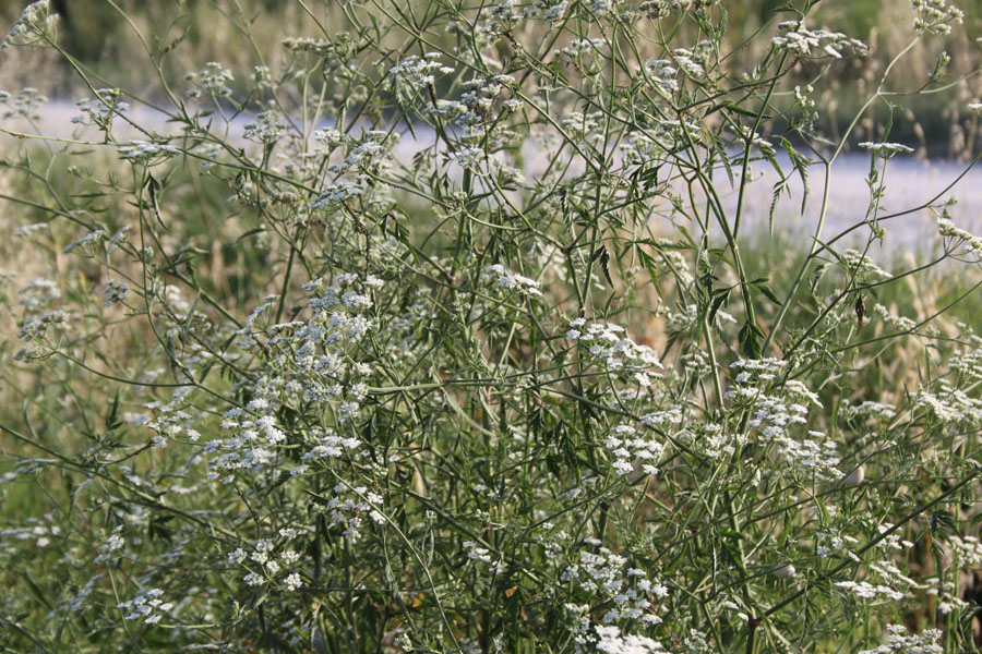 Torilis arvensis sl. / Lappolina canaria