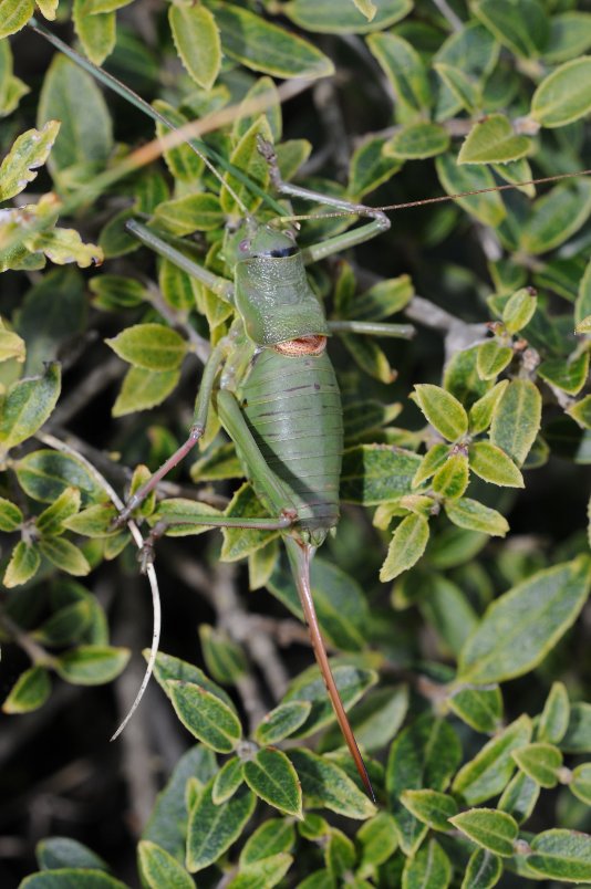 Tettigonidi da identificare