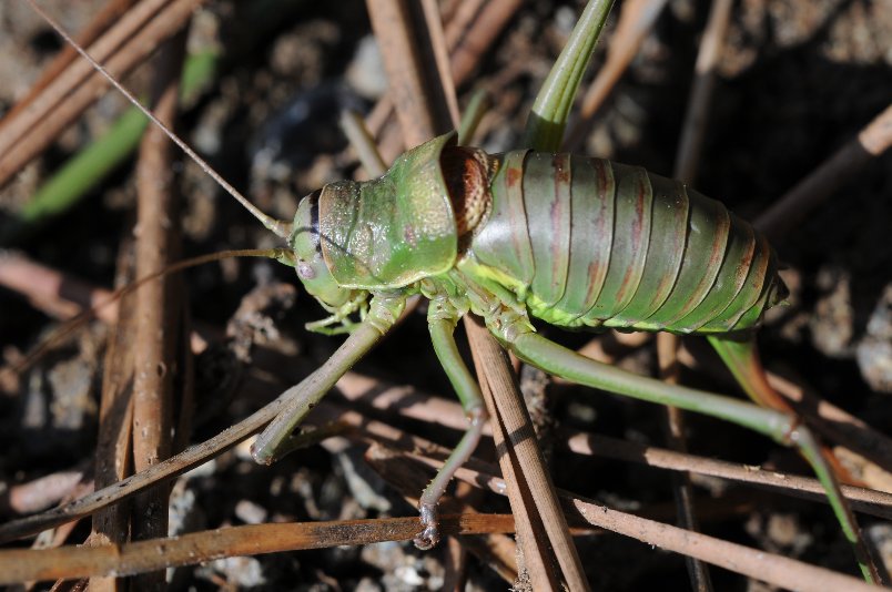 Tettigonidi da identificare