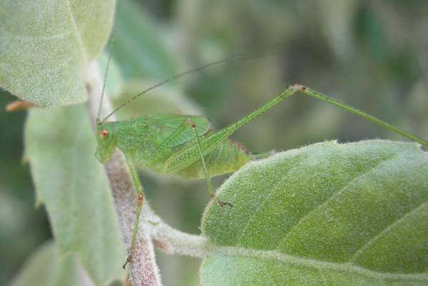 Tettigonidi da identificare