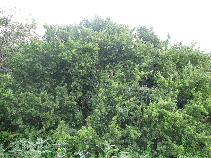 Rhus pentaphylla / Sommacco cinquefogliato