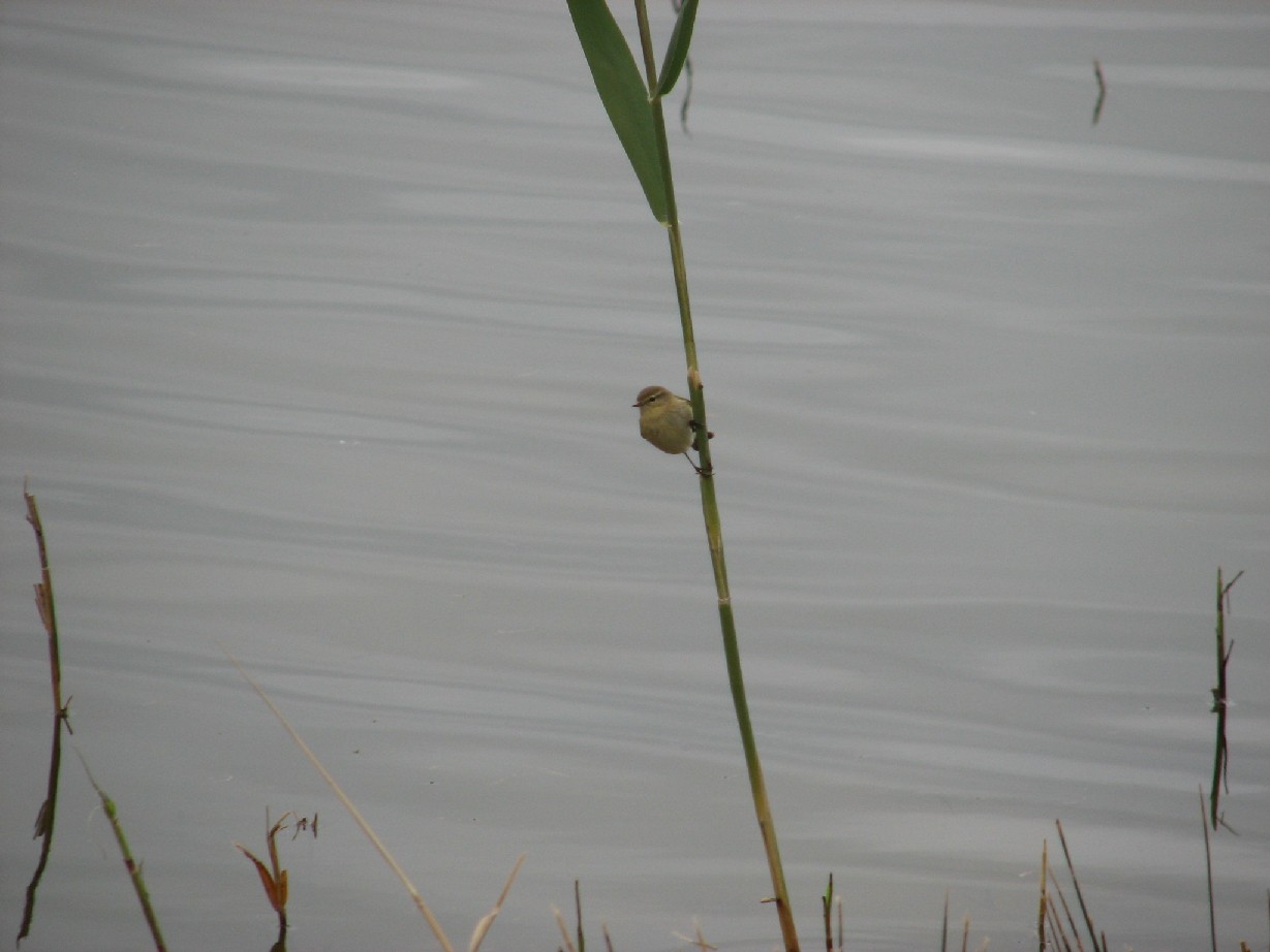 Saline di Priolo (Siracusa)