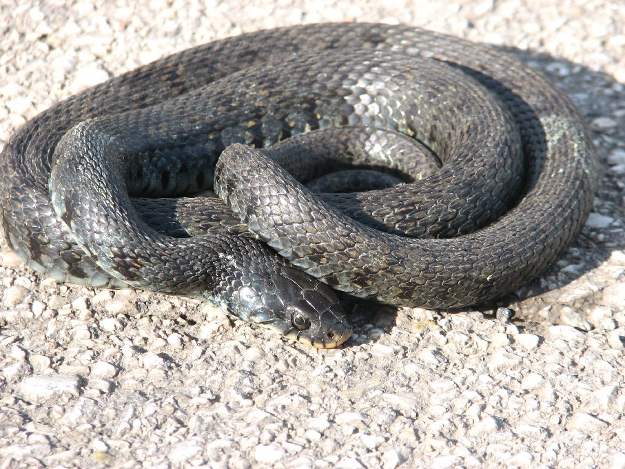 Natrix natrix sicula