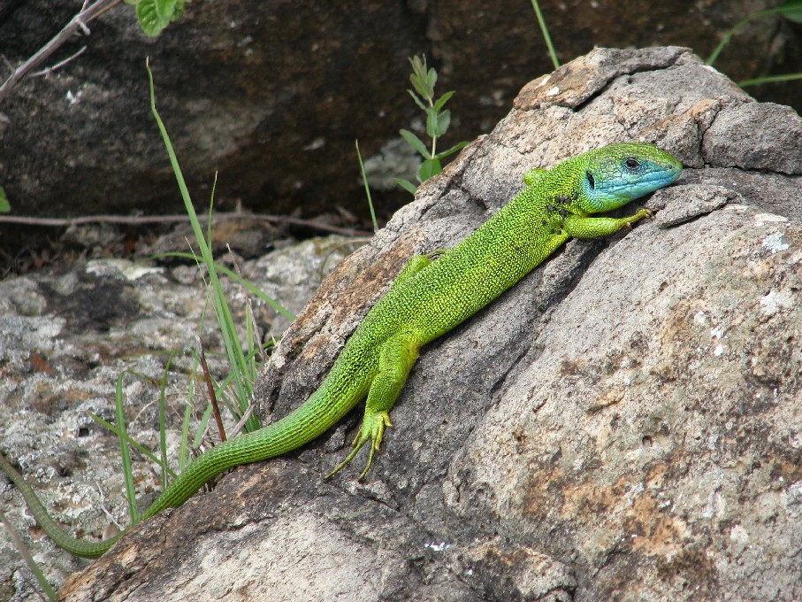 Lacerta bilineata