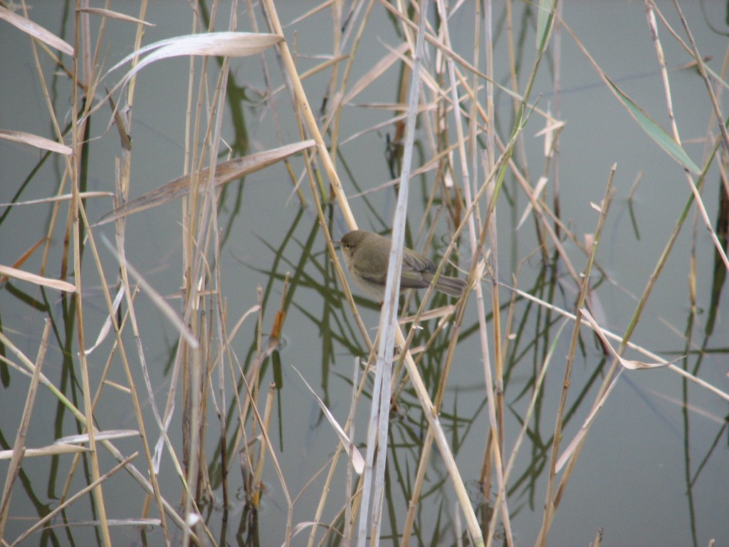 Saline di Priolo (Siracusa)