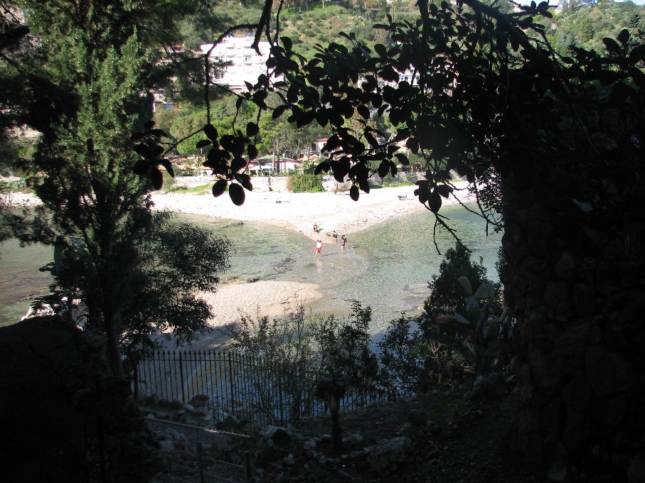 Podarcis siculus dell''Isola Bella di Taormina