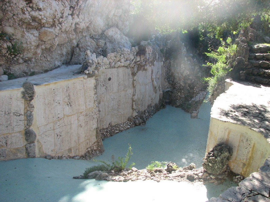 Podarcis siculus dell''Isola Bella di Taormina